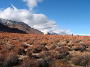 Landscape of vibrant desert shrubs in the shadow of a mountain.