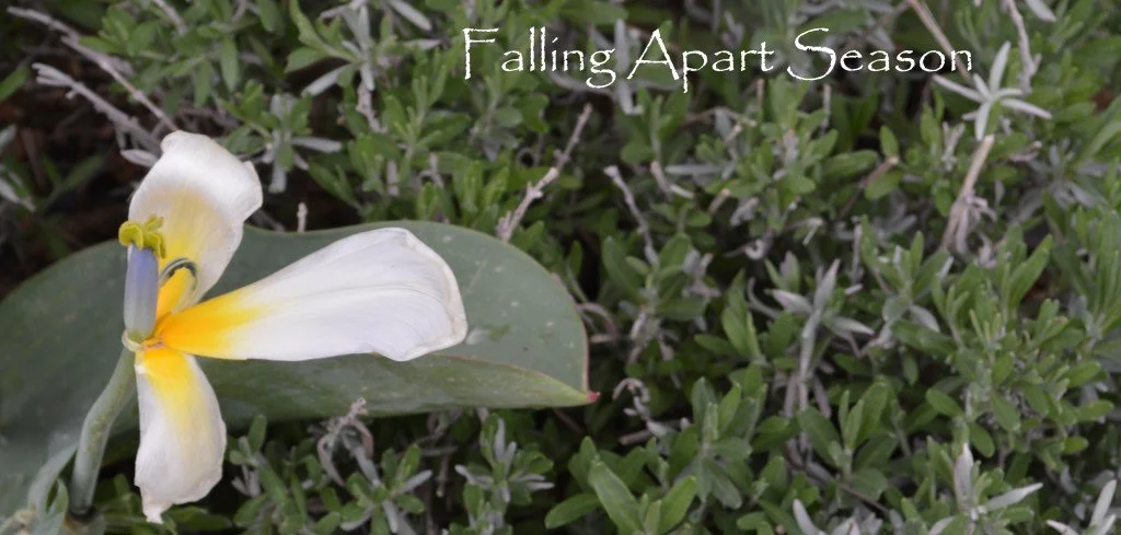 A white Iris bloom sits among green shrubbery.