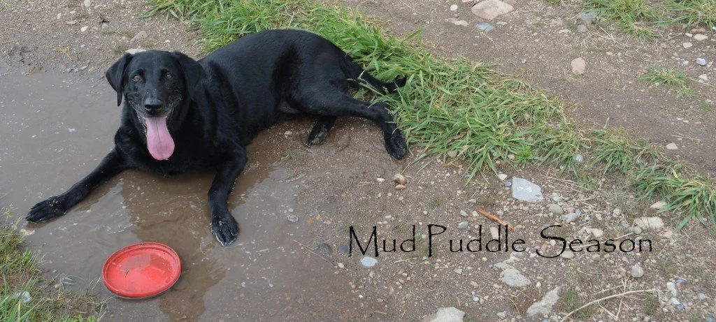 A black Labrador rests from playing with a red frisbee in a mud puddle.
