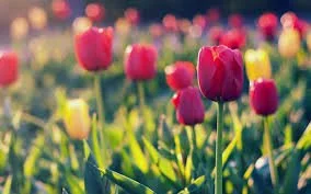 A field of red and yellow tulips.