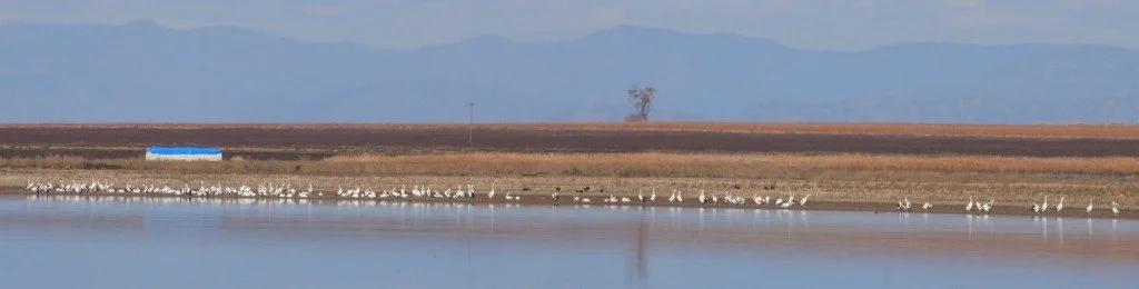 A lake shore teeming with cranes and a mountain range in the distance.