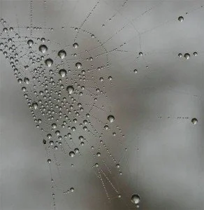 Spider web with glistening pearls of water on it.