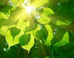 Sunlight filters through bright green tree leaves creating beautiful halos.