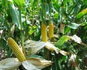 Three ears of corn unsheathed on the stalk.