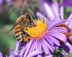 European Honeybee hovers over purple daisy collecting pollen.