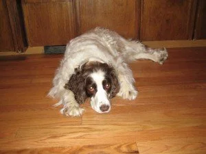Sunshine, Amanda Barusch’s long-haired dog, takes a nap on the living room floor.