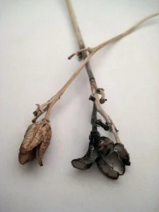 Two dried flowers laid across each other.
