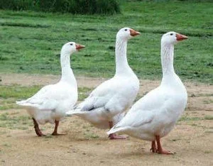 Three white geese waddling.