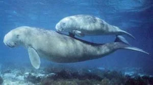 Dugong mother and calf swim in bright blue waters above sea grass.