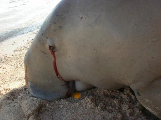 A beached dugong lies on its side with visible injuries near its eye on the sandy shore. Blood can be seen running down its face.