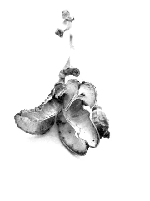 The dried husks of two lilies.
