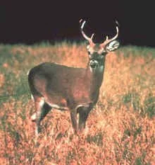 Antlered buck stands in open field.
