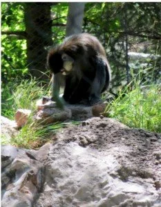 A dark-furred monkey sits on a rock with shadows in the background, looking downwards.