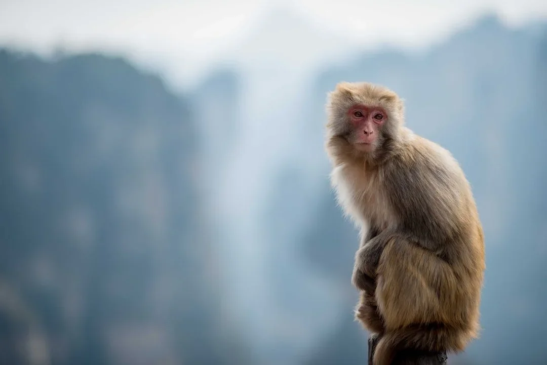 Between Monks and Monkeys: A Joyful Read