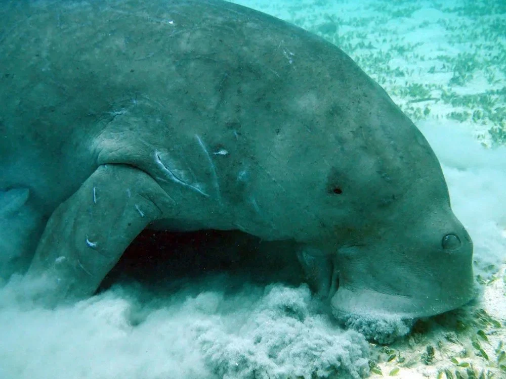 Why Does the Dugong Cry?