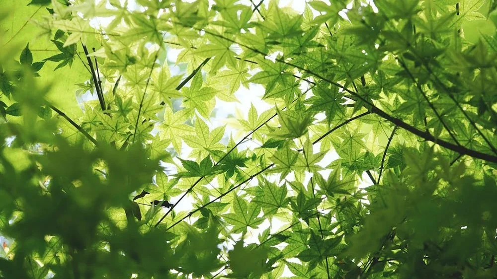 leaf music
