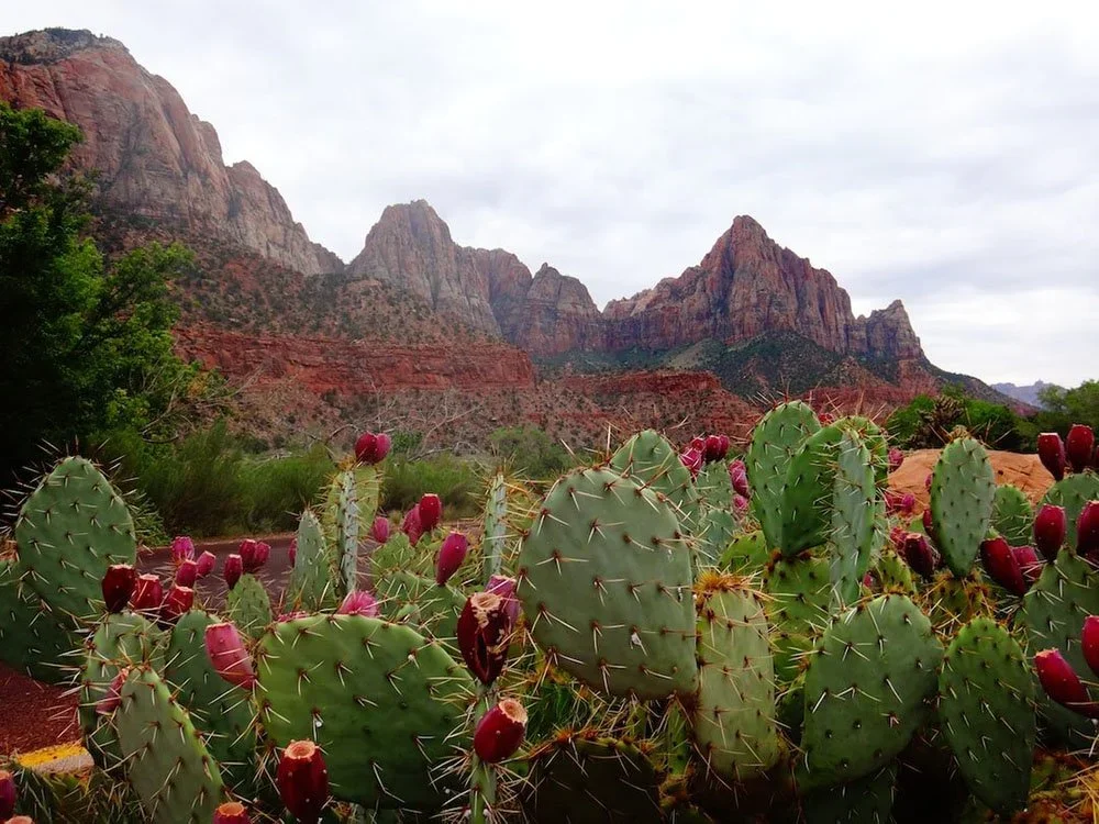 Desert Rain