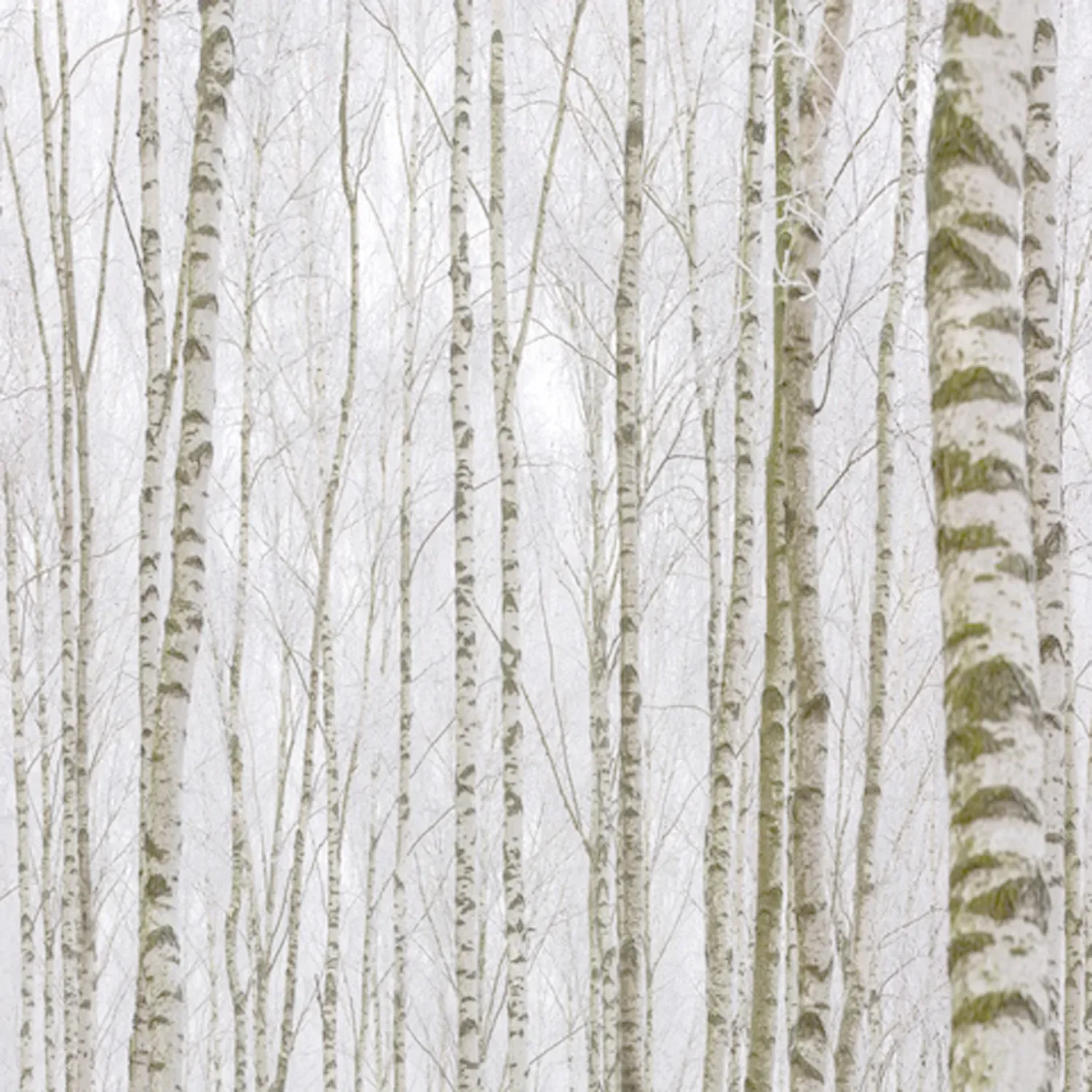 Album cover for Winter Piano Reflections portraying leafless birch trees against a white sky.