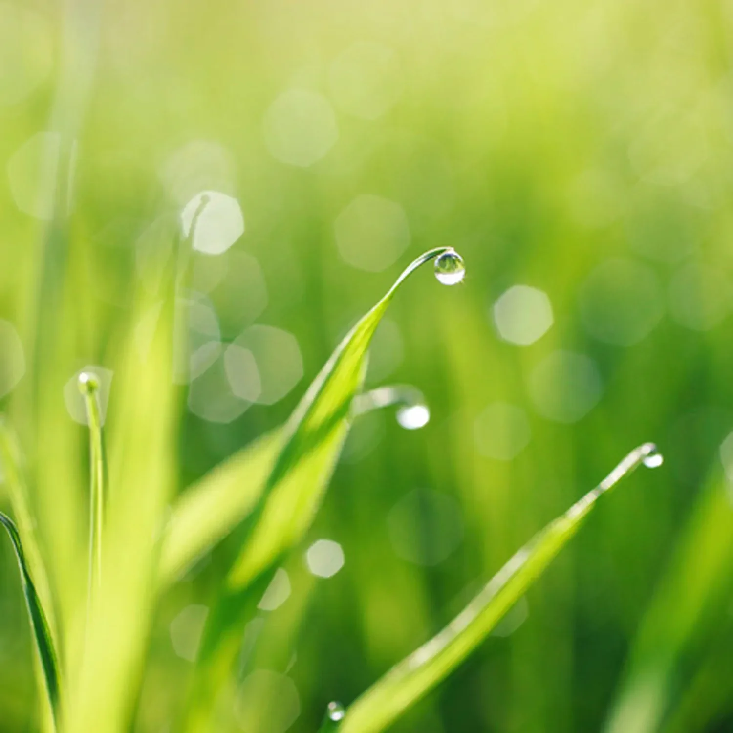 Album cover for Spring Piano Reflections portraying dew covered blades of grass.