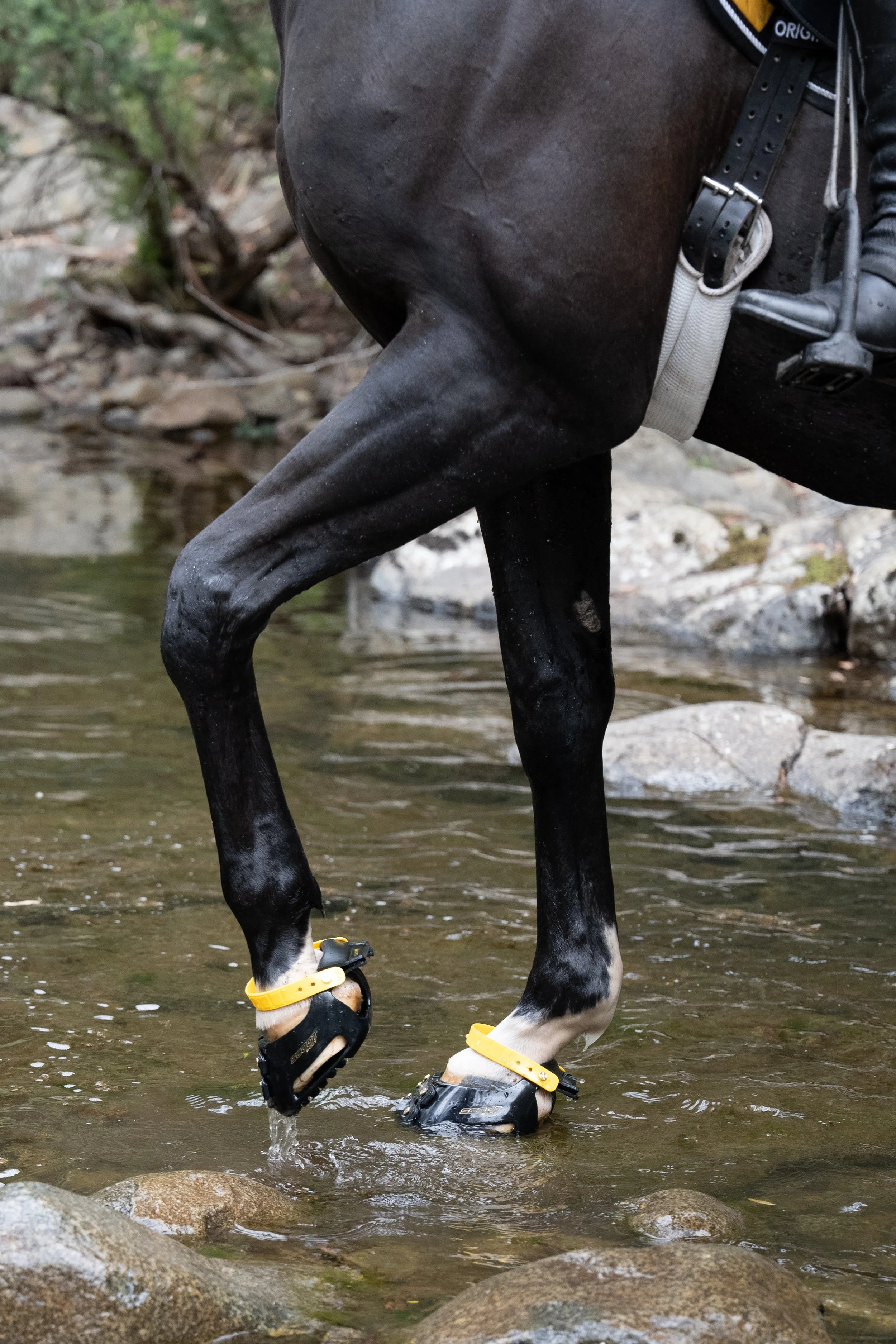 Close-up of a black horse with white markings on its legs, wearing yellow and black hoof boots, standing in a shallow river with rocks and greenery in the background.