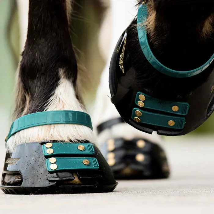 Close-up of a horse's hooves wearing protective boots with teal straps and gold snaps.