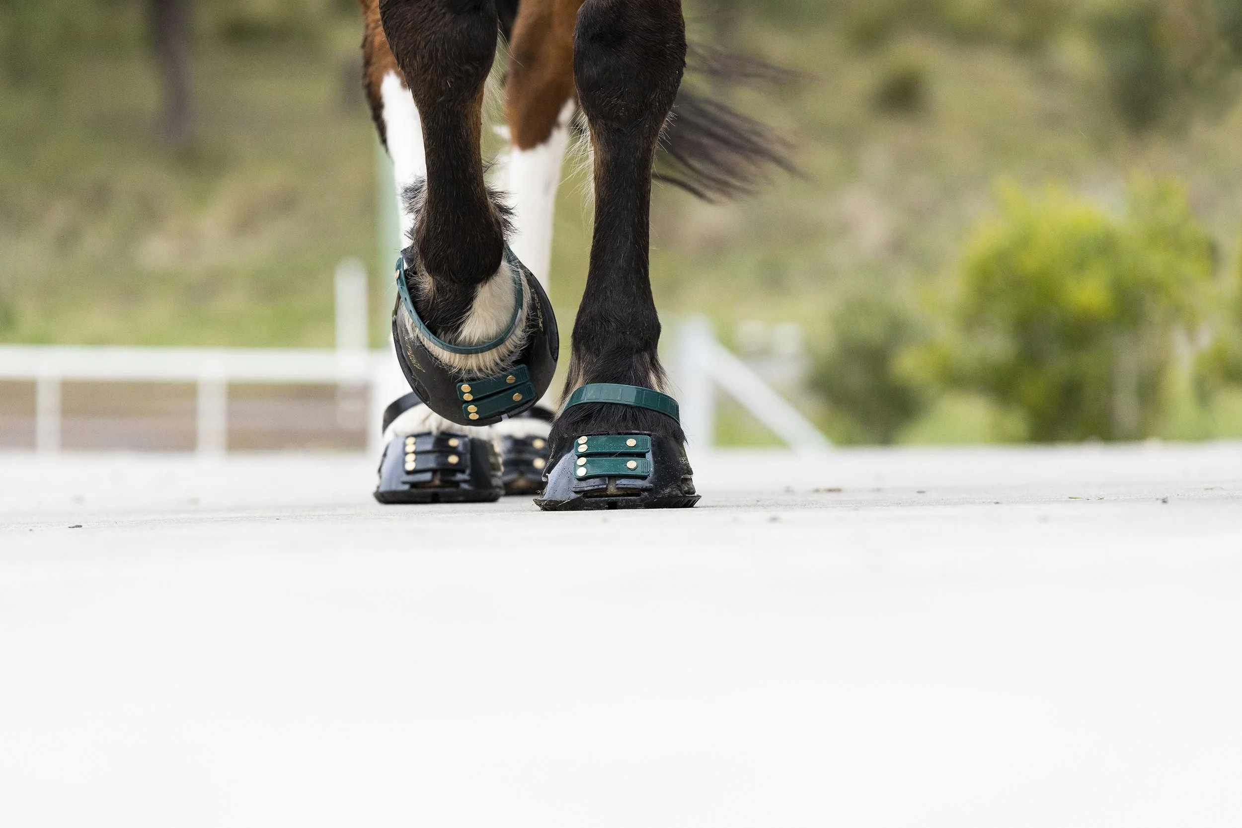 Pastern Straps