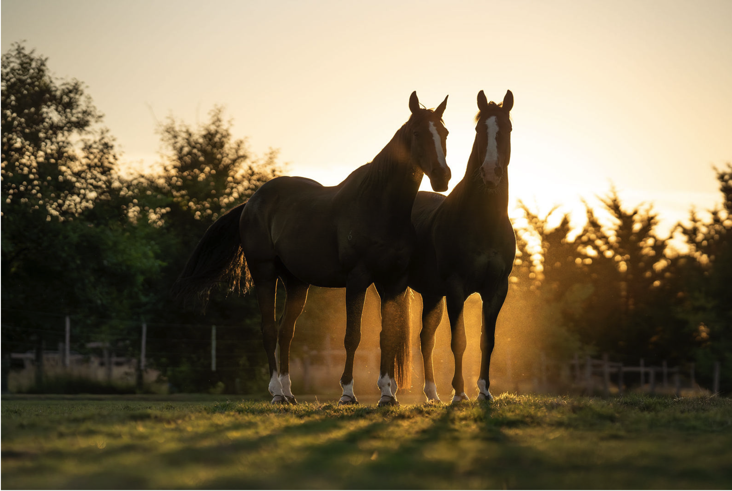 Two horses standing side by side in a field at sunset with trees in the background.