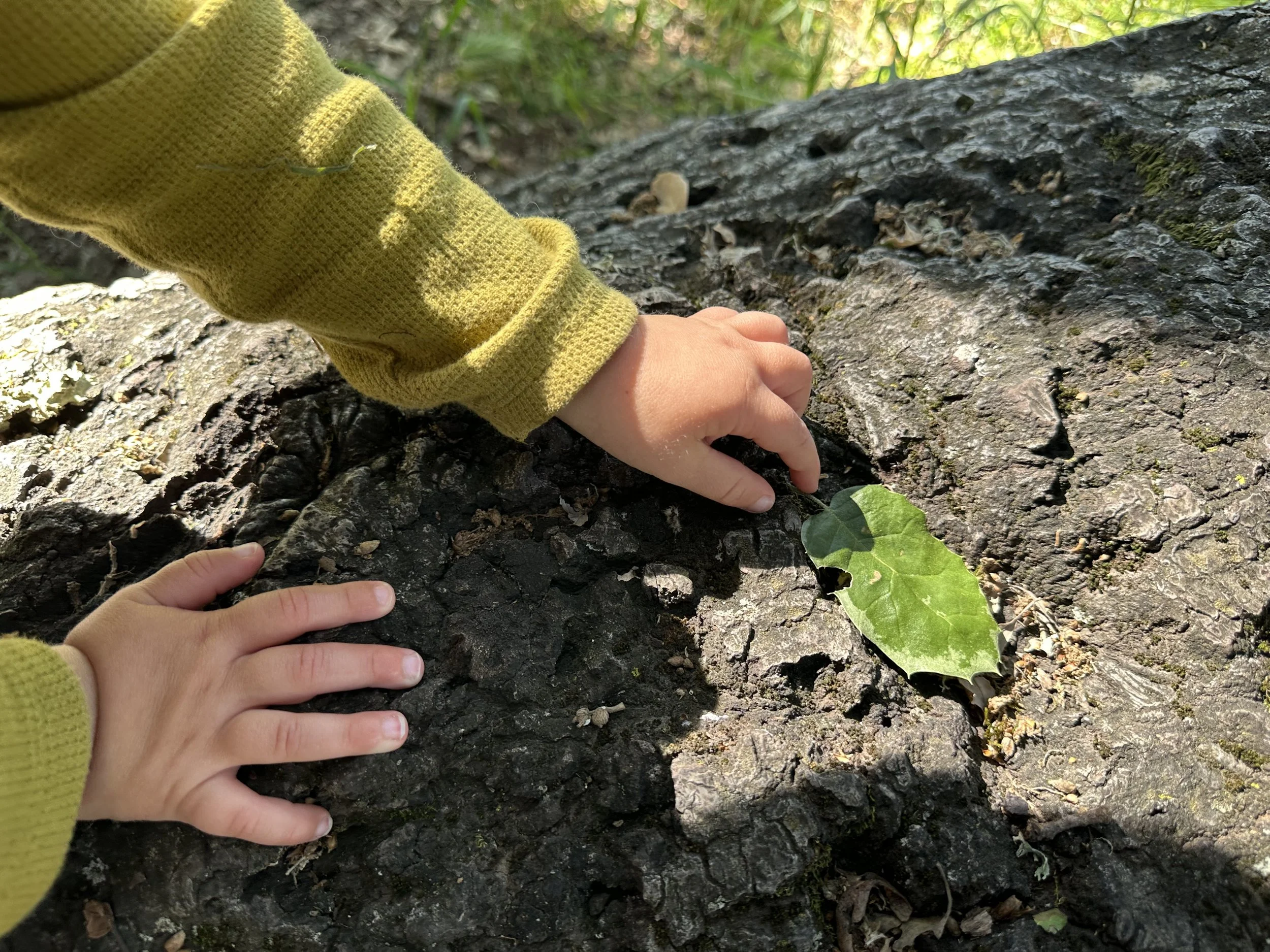 Close-up of a preschooler's hand touching the bark of a fallen tree in our forest preschool outdoor classroom.