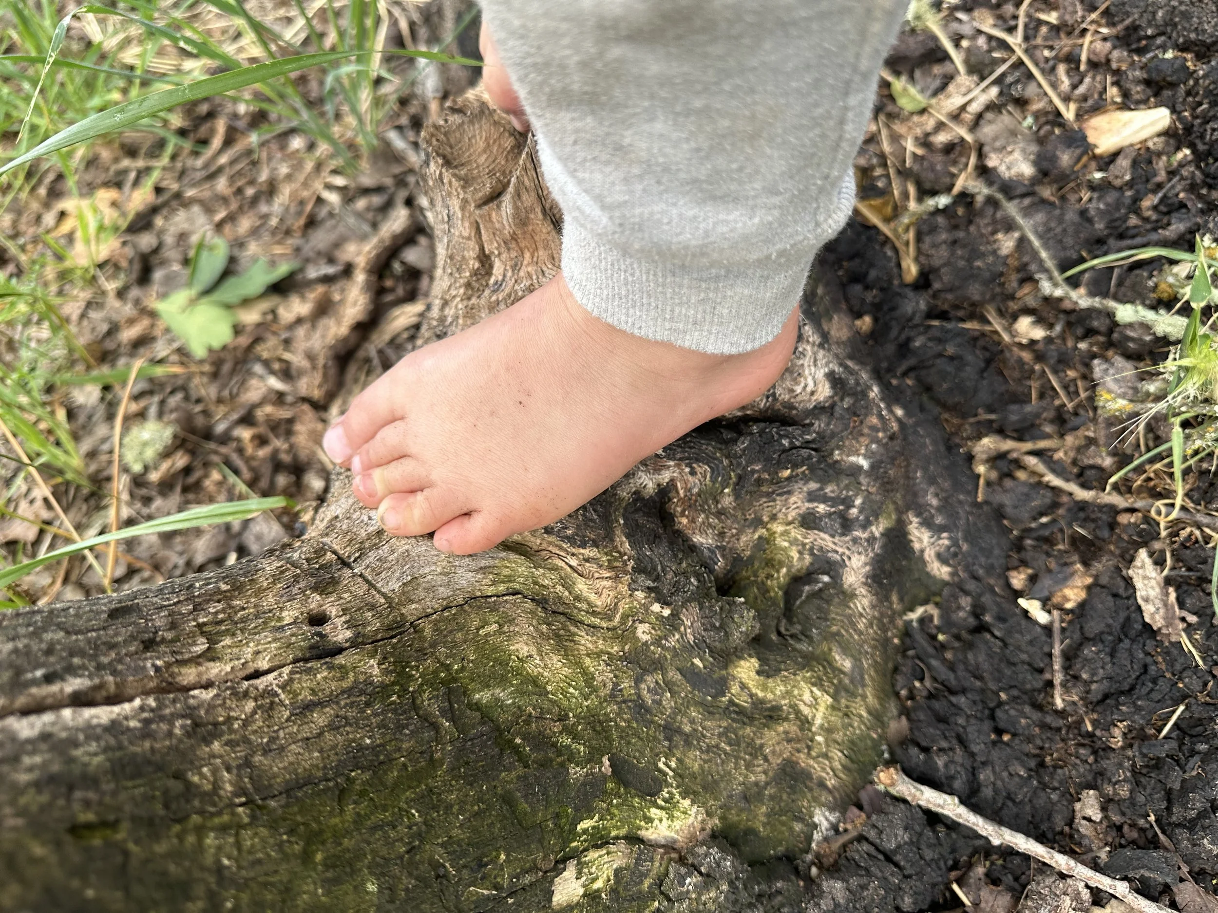 Close-up of a preschoolers foot gripping a tree trunk on a forest floor for sensory-rich learning in Sebastopol.