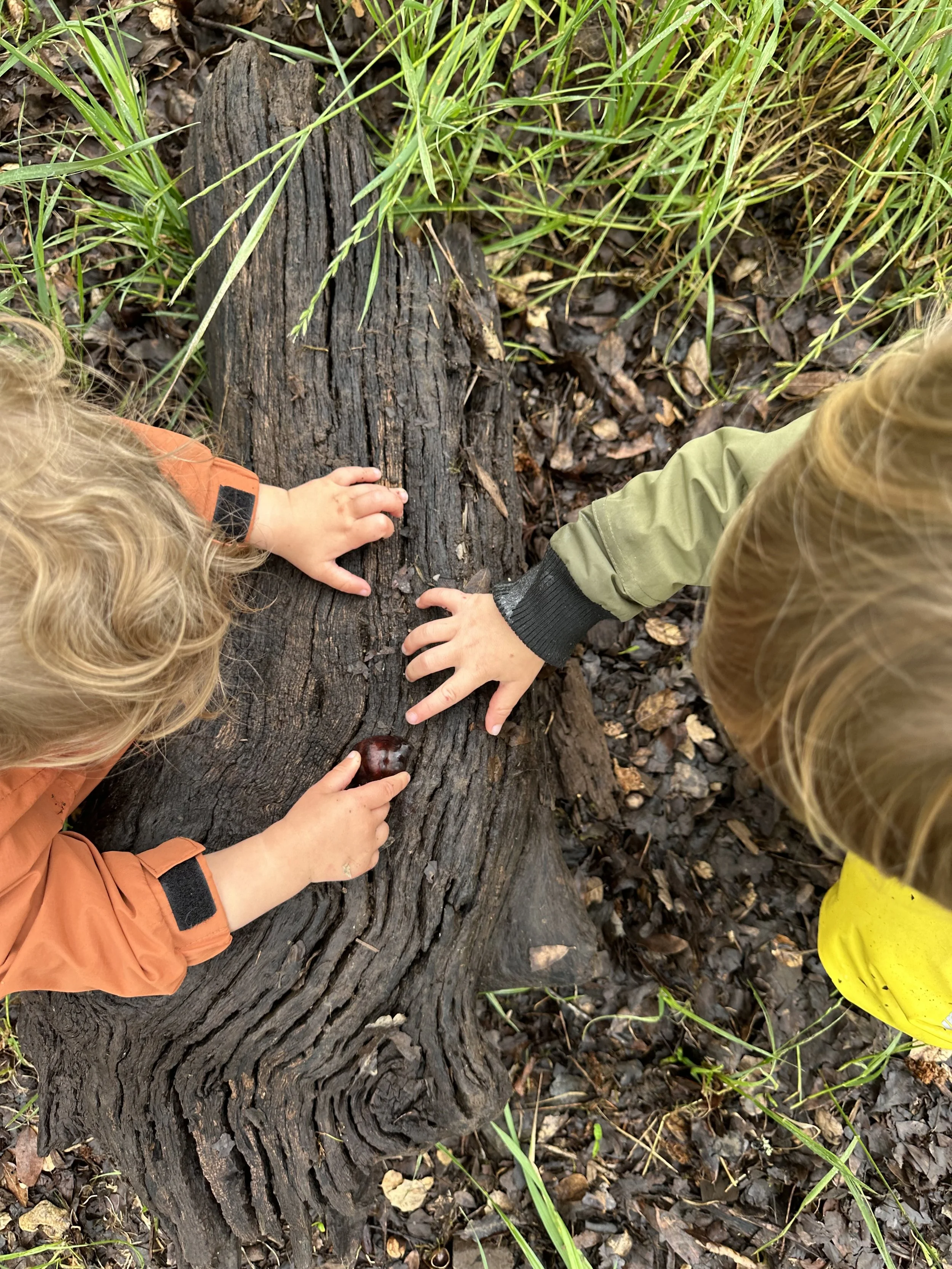 Two preschool children during the forest preschool program, touching a fallen tree trunk with visible bark texture, surrounded by green grass and brown leaves in Sebastopol, CA.