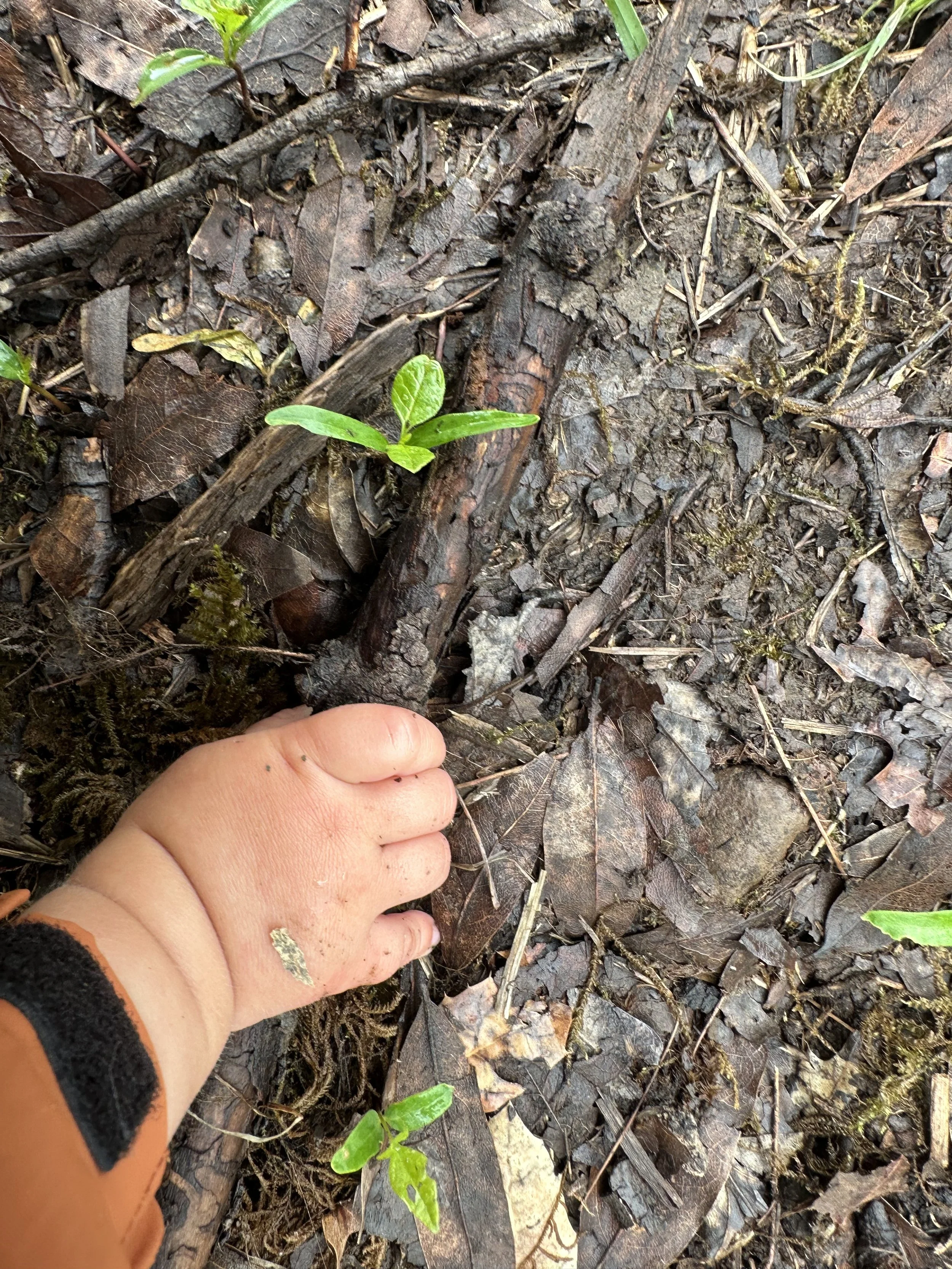 Outdoor nature preschooler holding a small green seedling with two leaves during our forest school program in Sonoma County, CA.