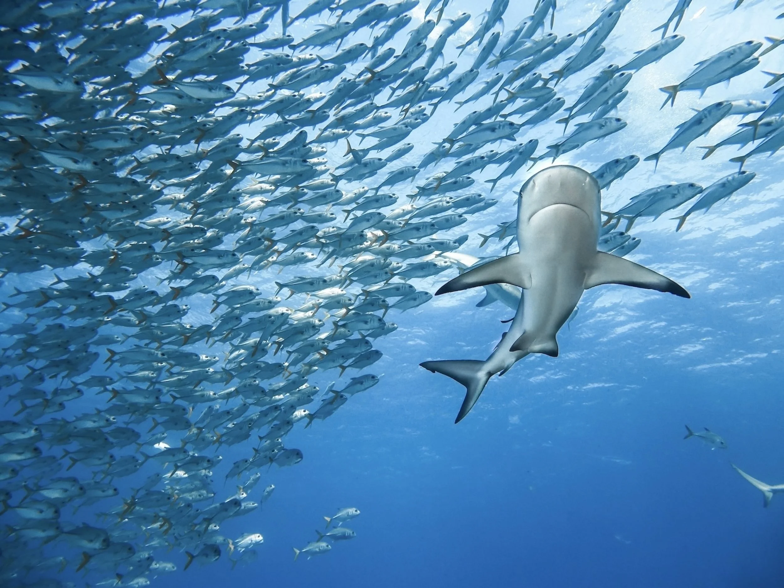 A shark swimming underwater near a large school of fish.