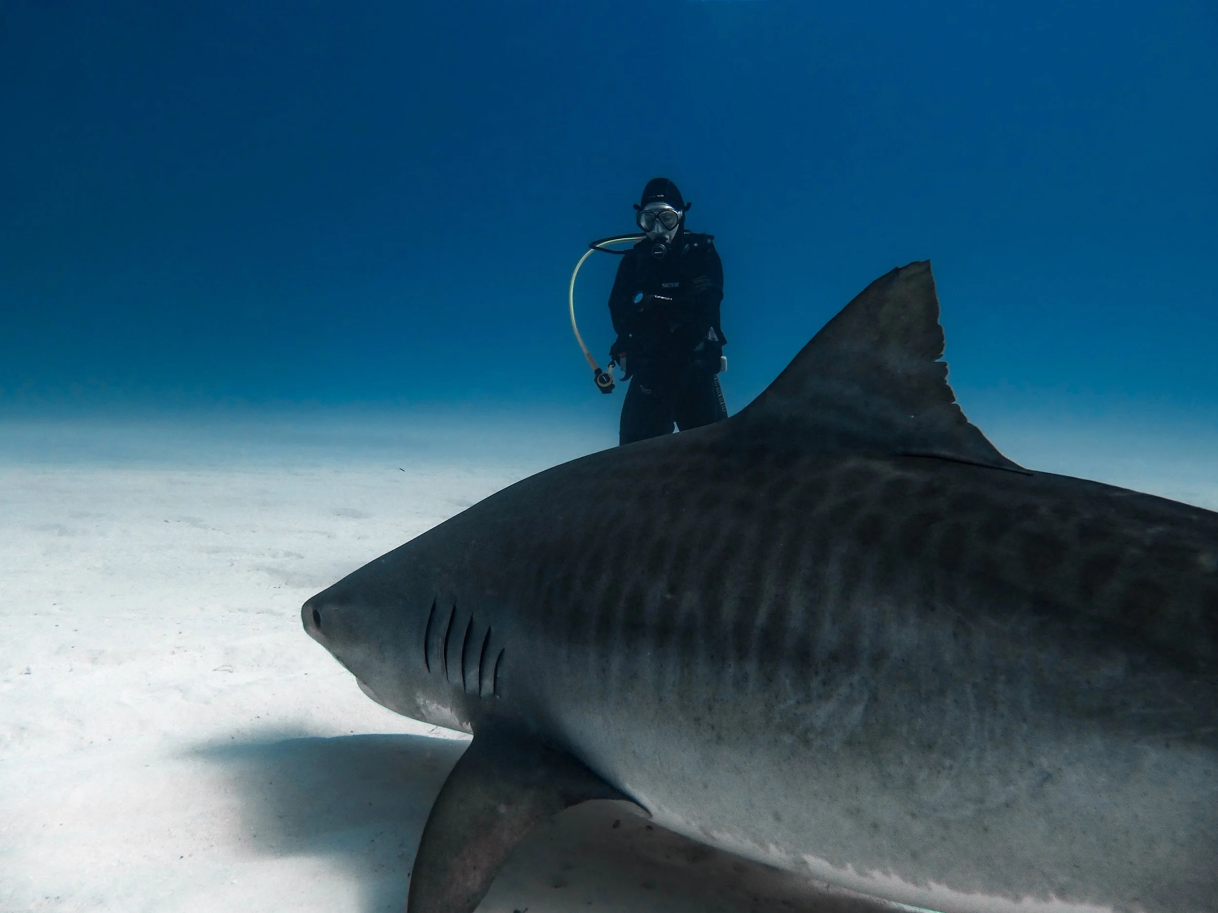 A scuba diver standing on the ocean floor next to a large shark with a dark gray body and prominent dorsal fin, against a blue underwater backdrop.
