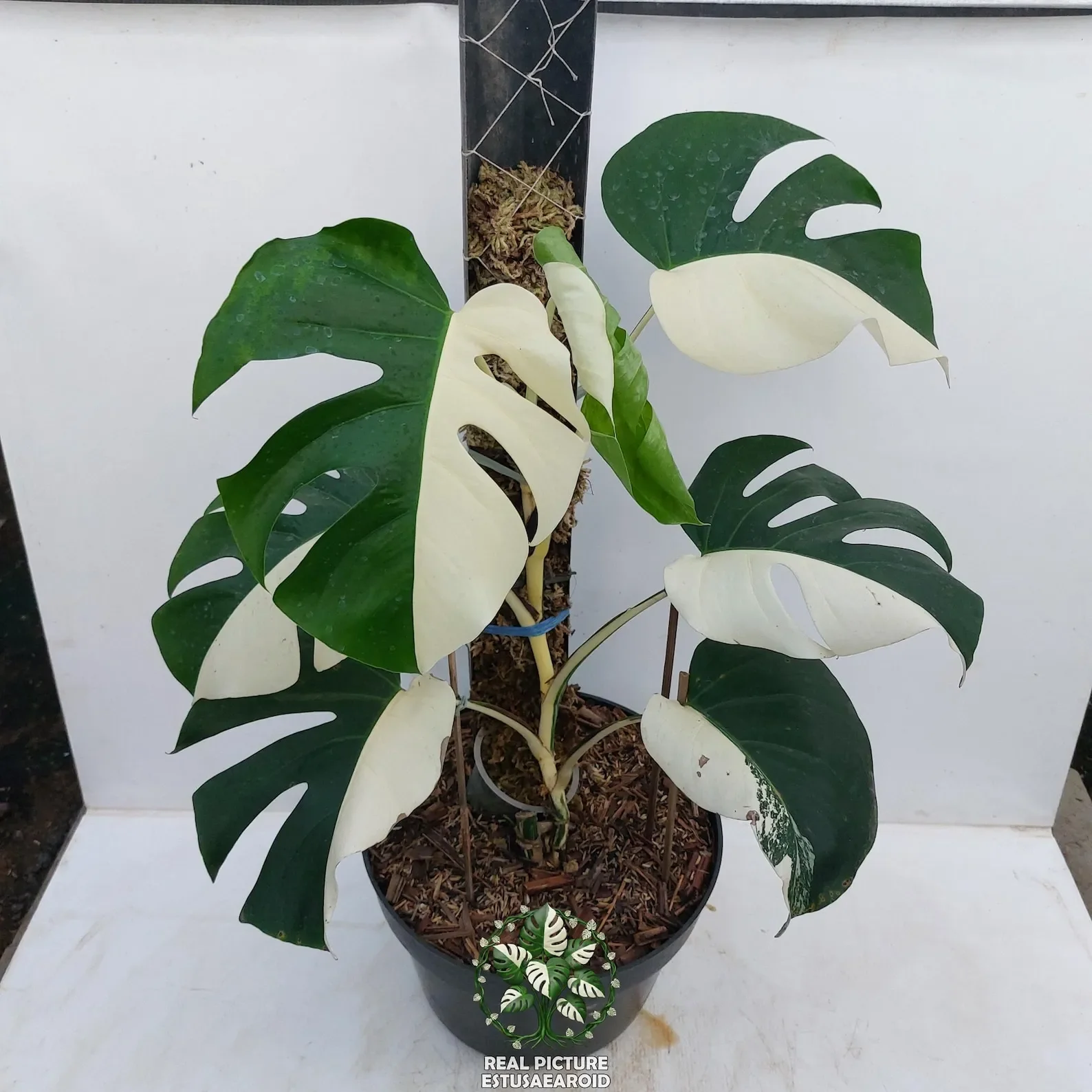 Monstera Albo Plants with pots