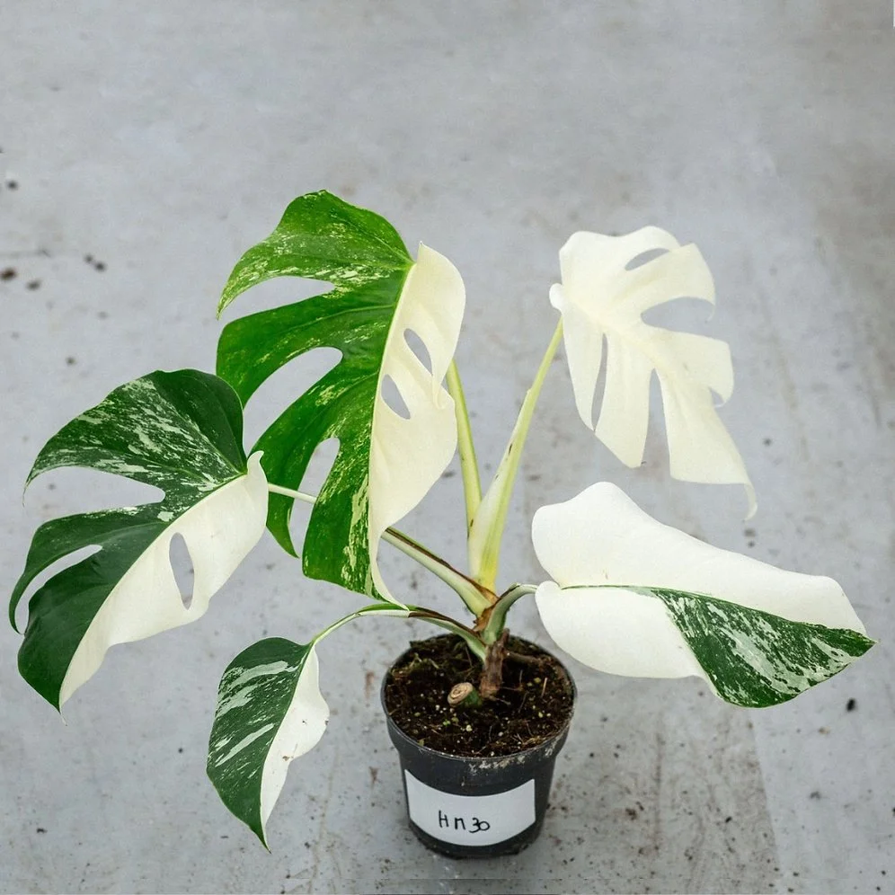 Monstera Half Moon Plant Part 2