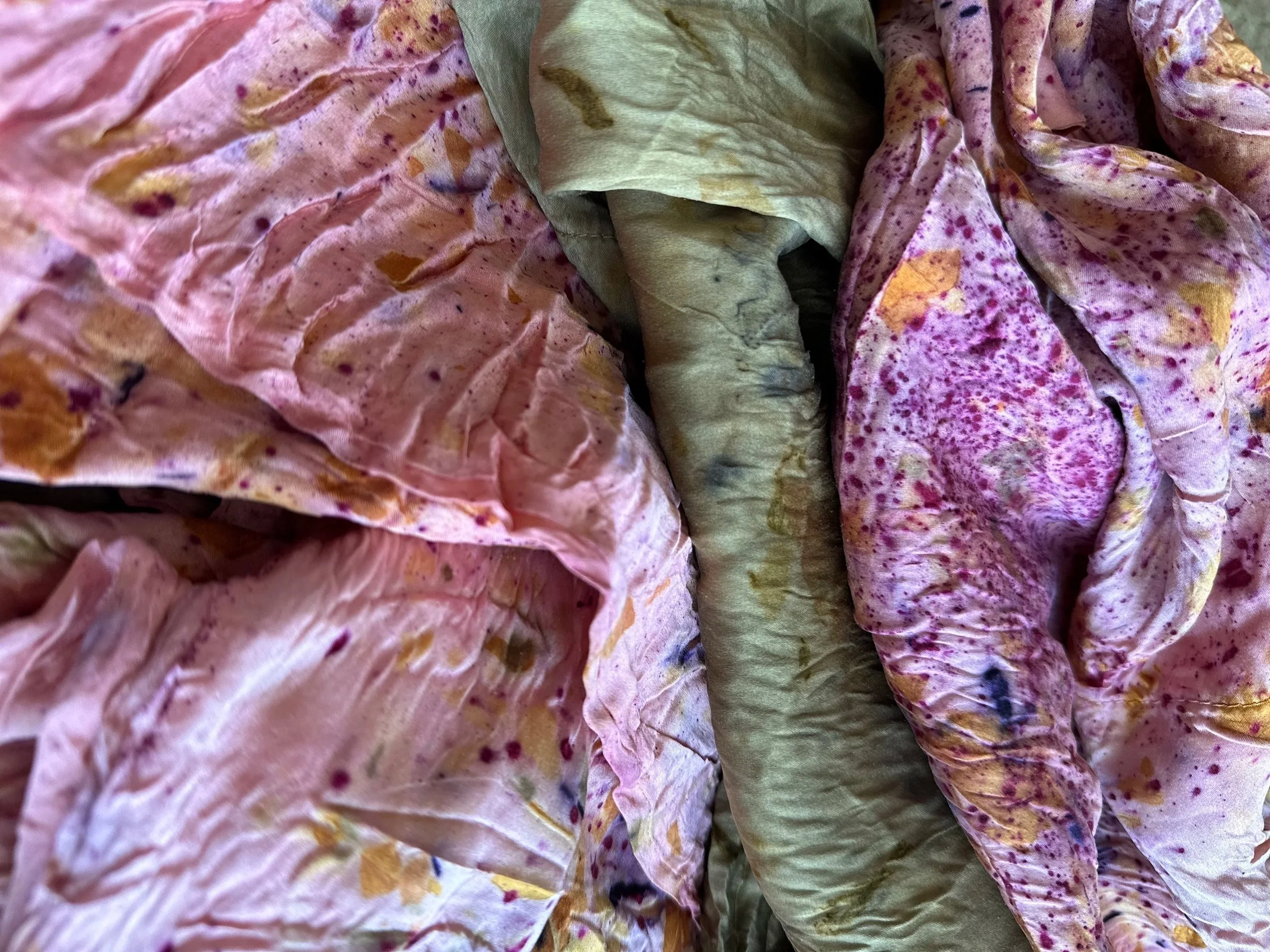 Close-up of wilted lettuce with pink and purple leaves, some browning and spots.