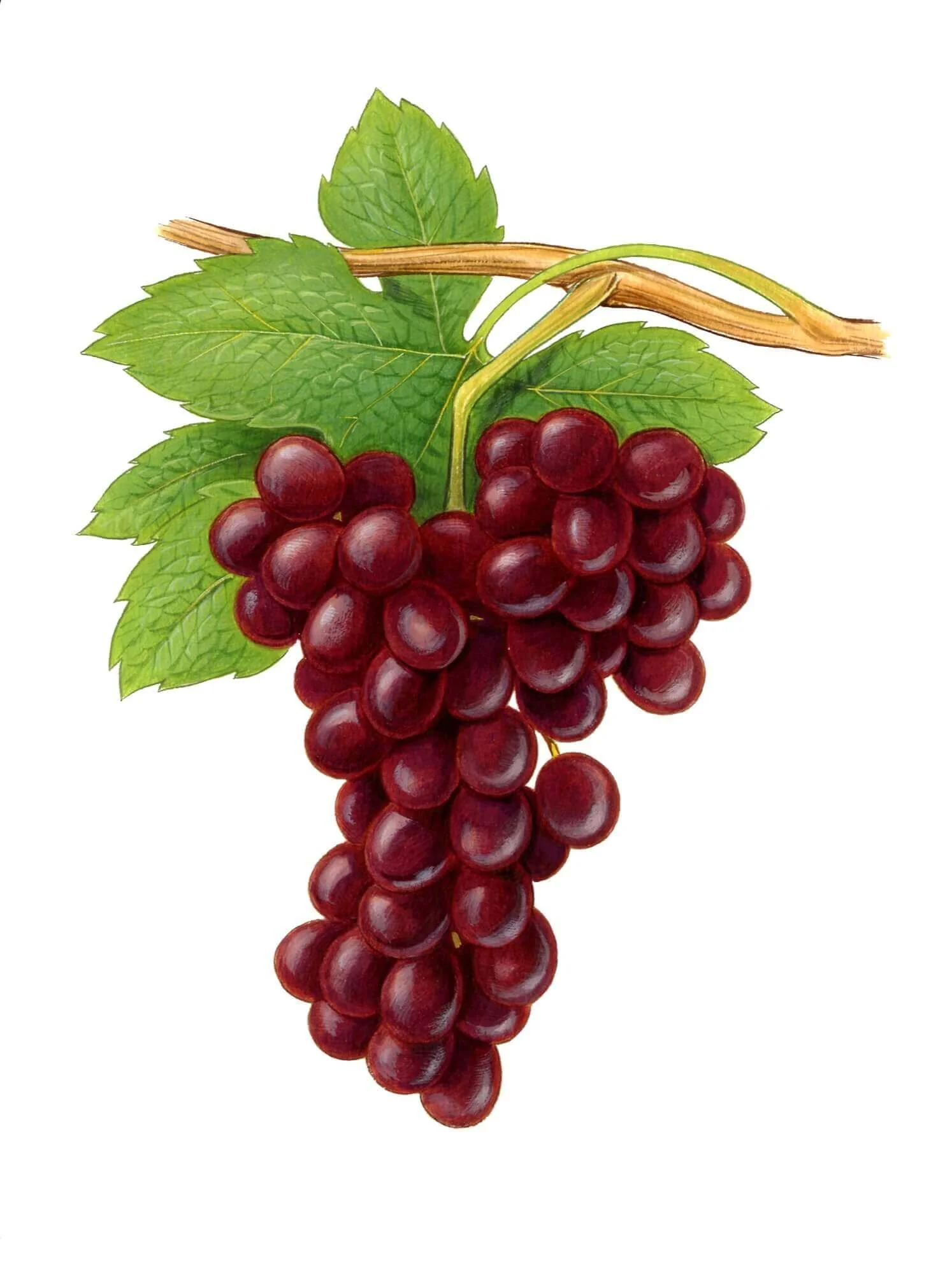 NATURE-Red-grapes-Resized.jpg