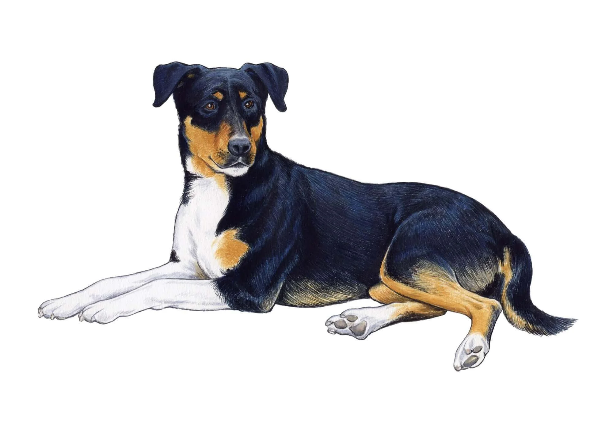 NATURE-Dog-Resized.jpg