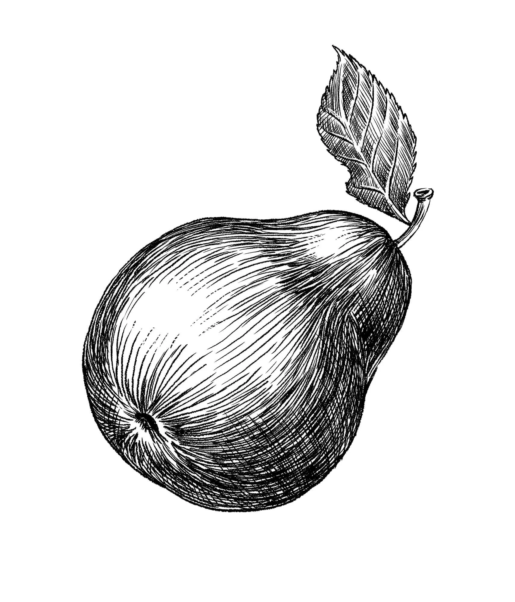 Pear.jpg