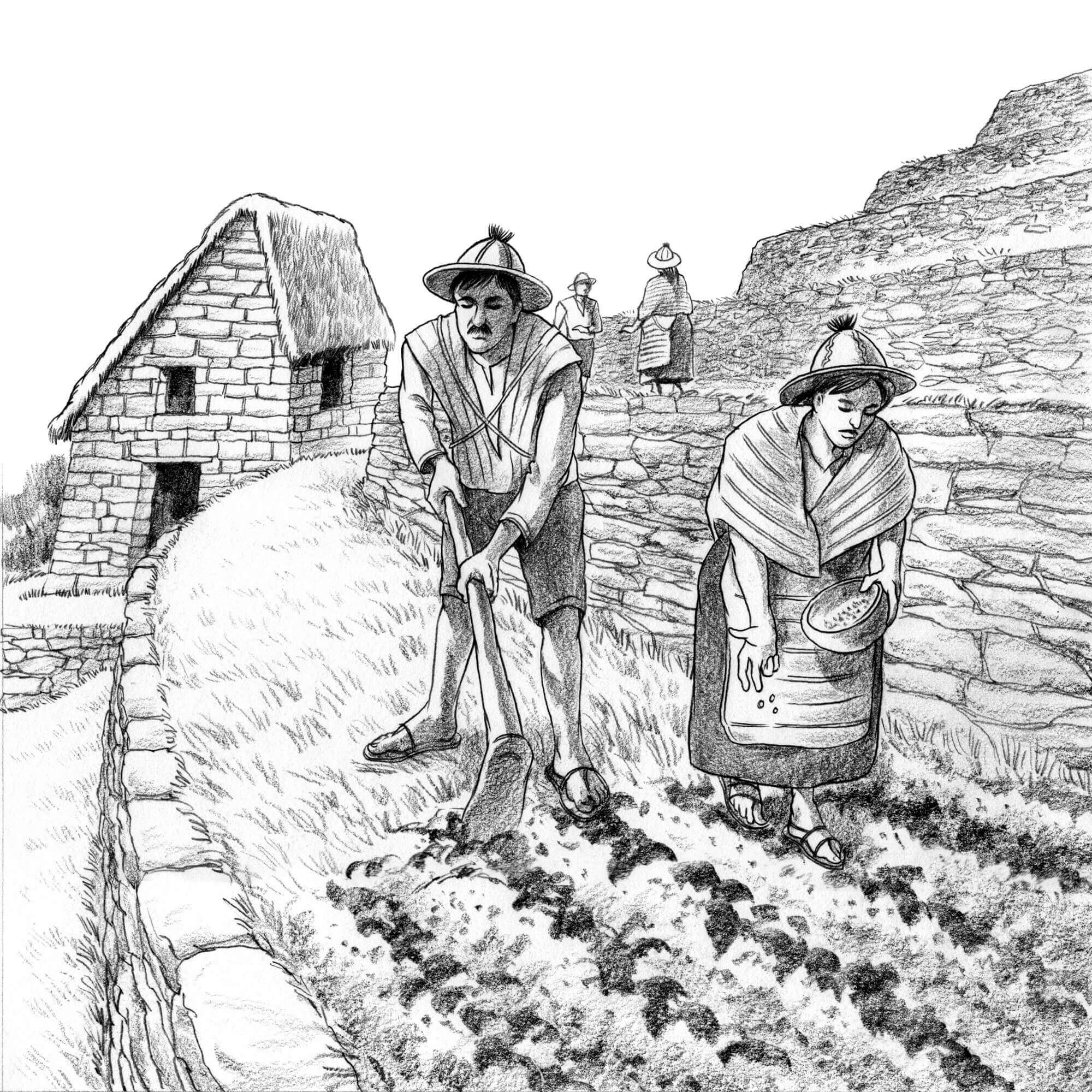 PENCIL-Incan-Terrace-Farming-Resized.jpg