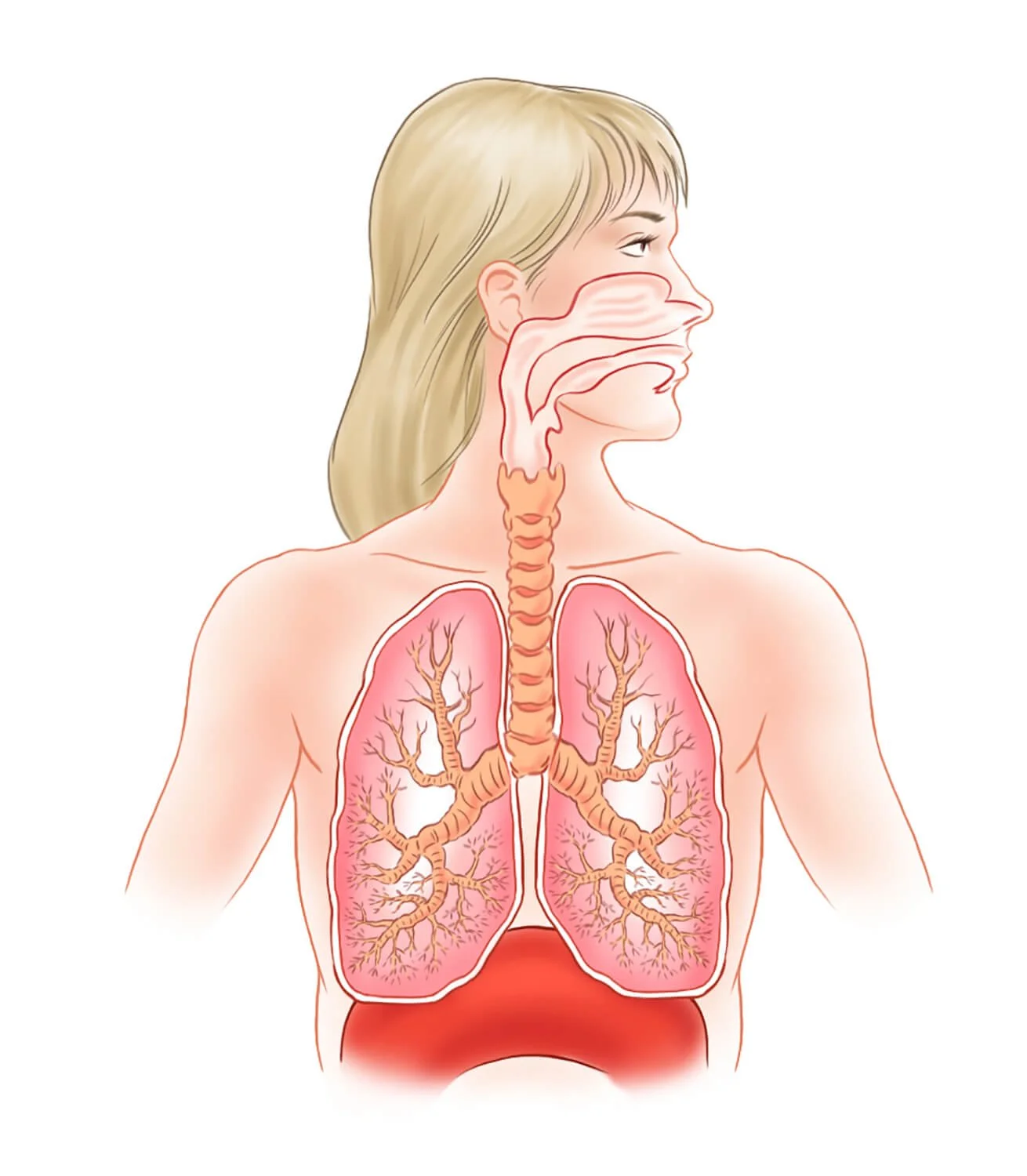 Lungs-lo-res.jpg