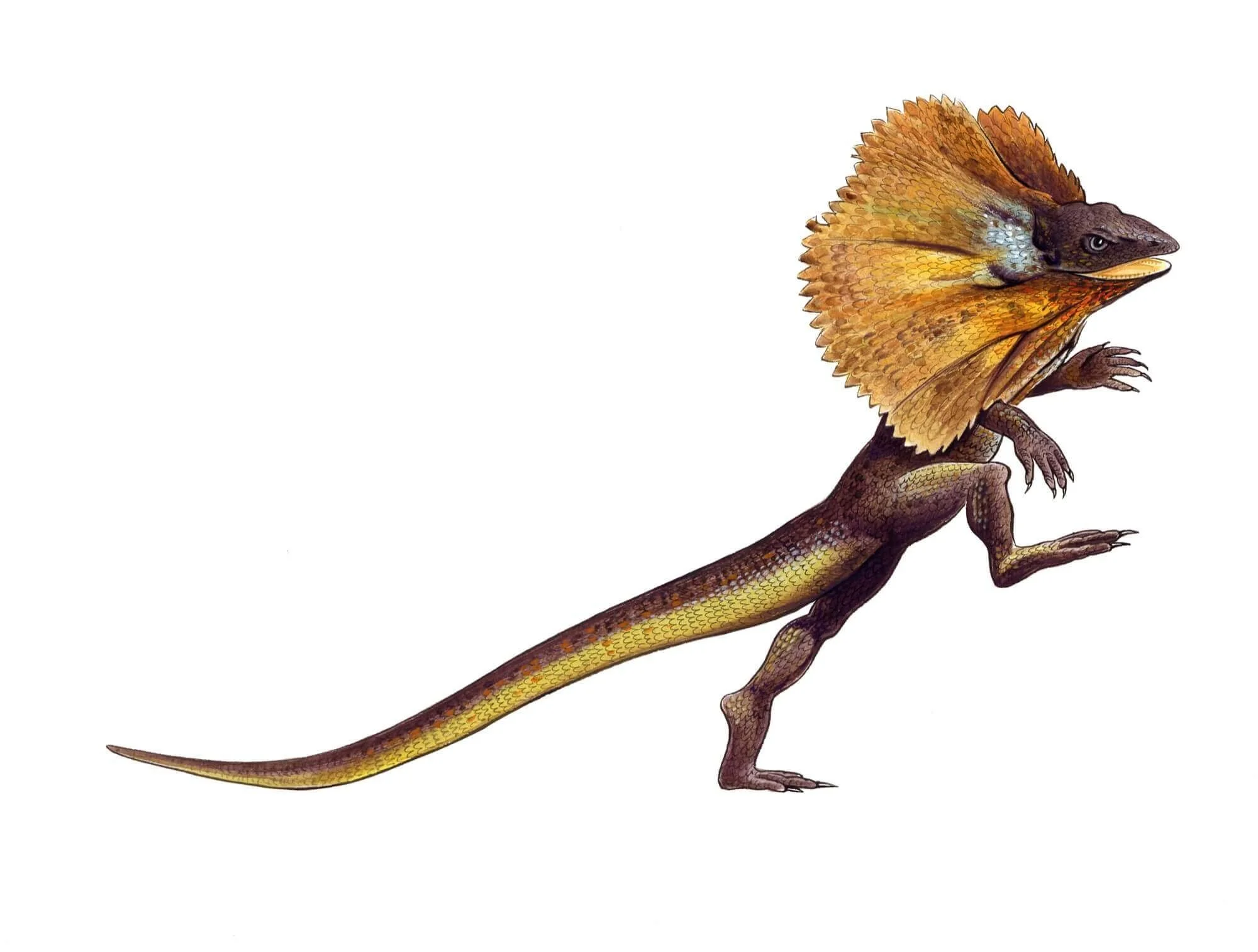 NATURE-Lizard-Resized.jpg