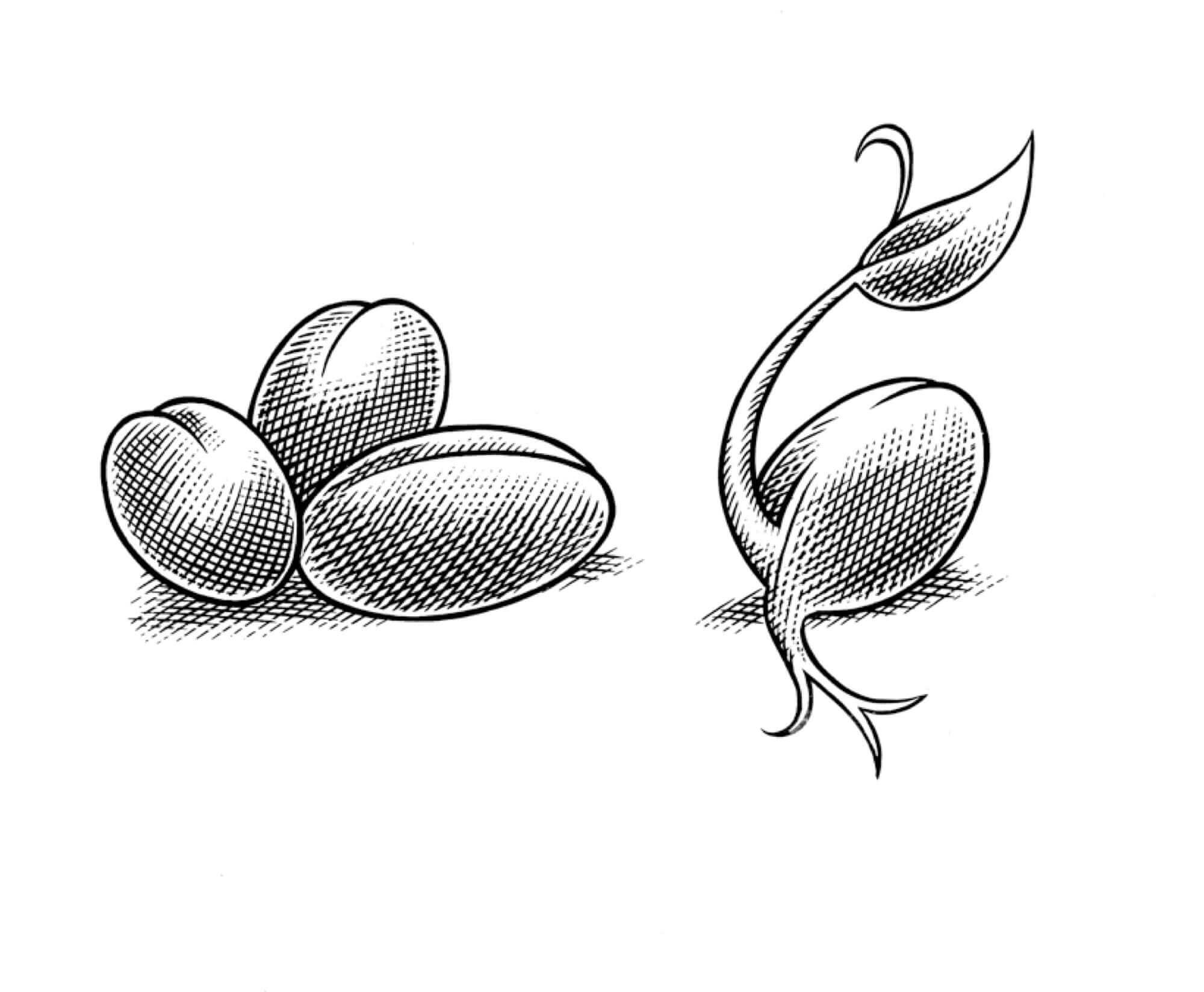SCRAPERBOARD-Seeds-Resized.jpg
