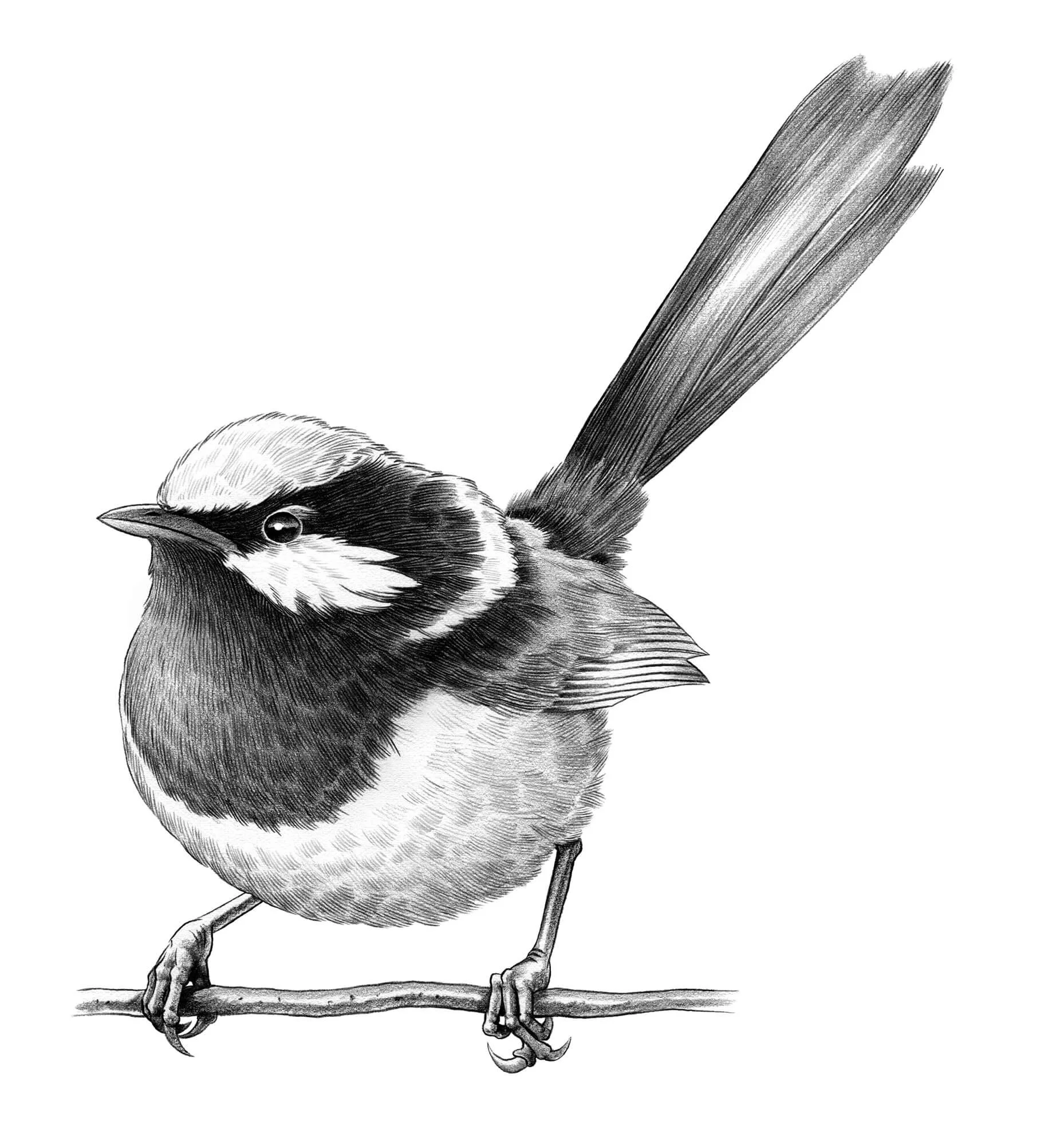Blue-Wren-lo-res.jpg