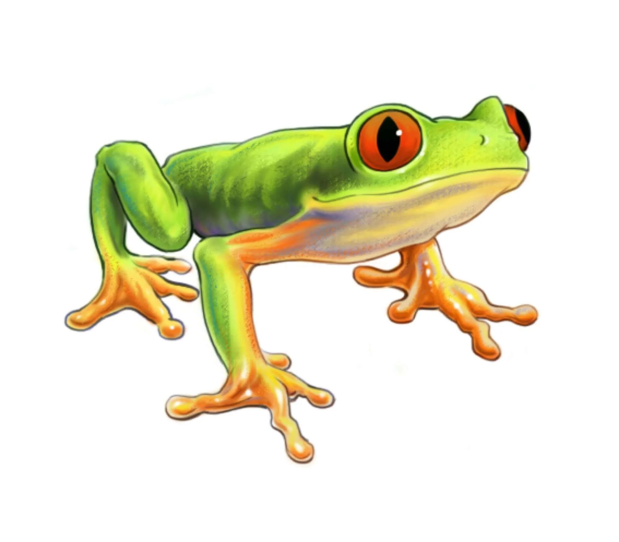 NATURE-tree-frog-Resized.jpg