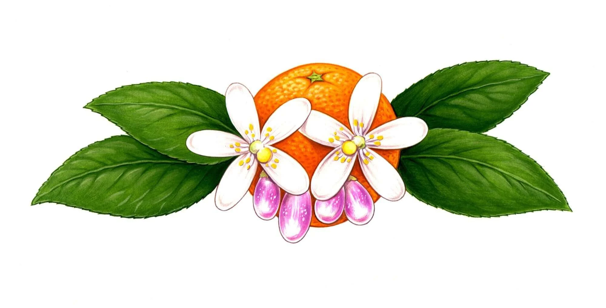 NATURE-Orange-Blossom-Resized.jpg