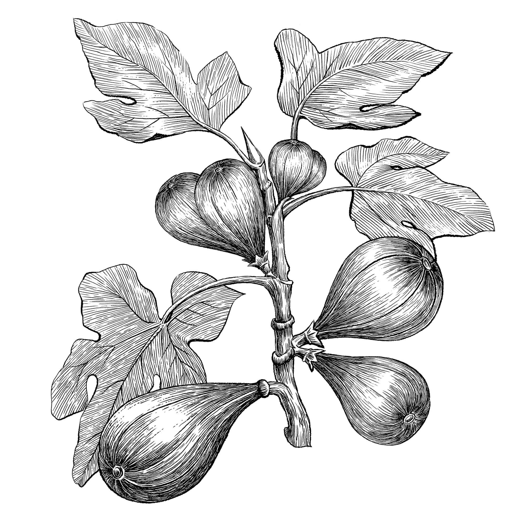 Maggie-Beer-Fig.jpg