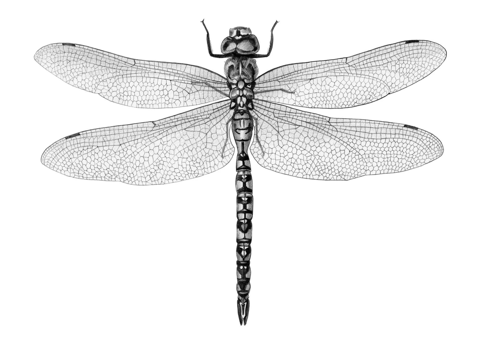 Dragonfly-lo-res.jpg