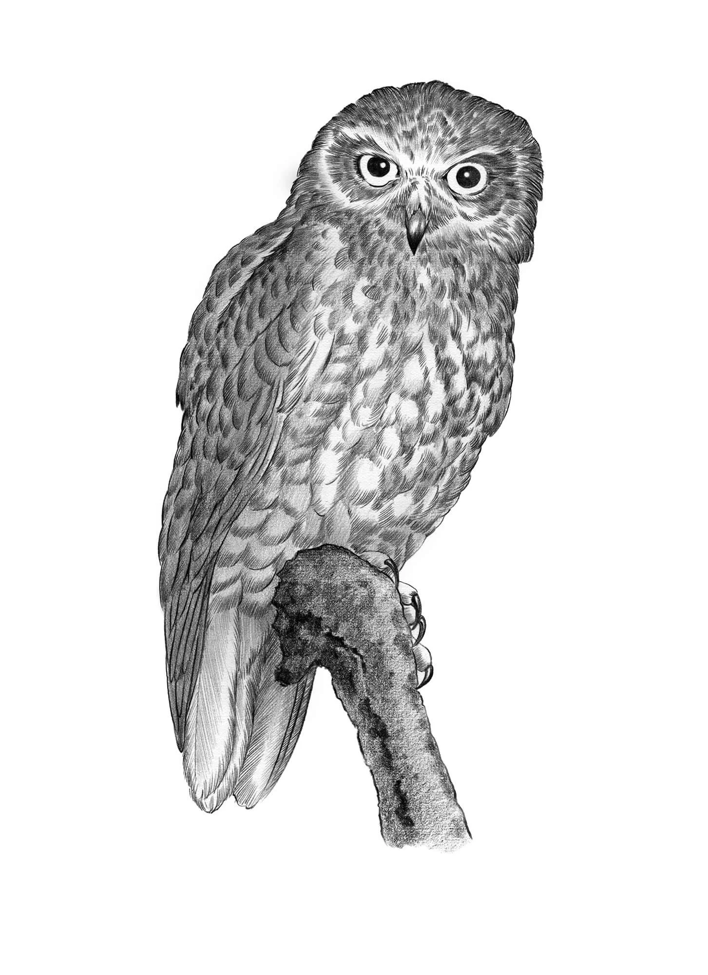 Owl-lo-res.jpg