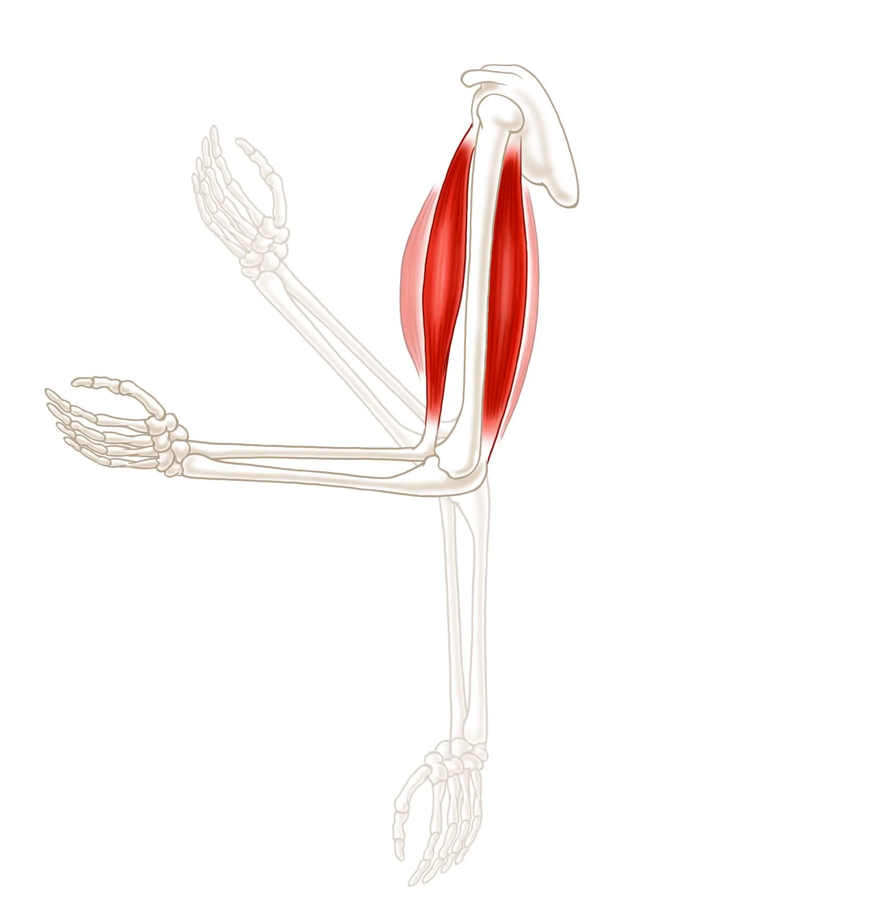 Arm-movement.jpg